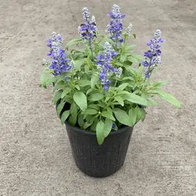 蓝花鼠尾草一串蓝多年生草本花卉室外花镜花园植物盆栽绿化地栽