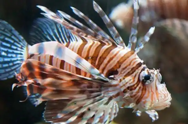 十大常见冷水观赏鱼,金鱼上榜,第二是会游泳的艺术品.(3)