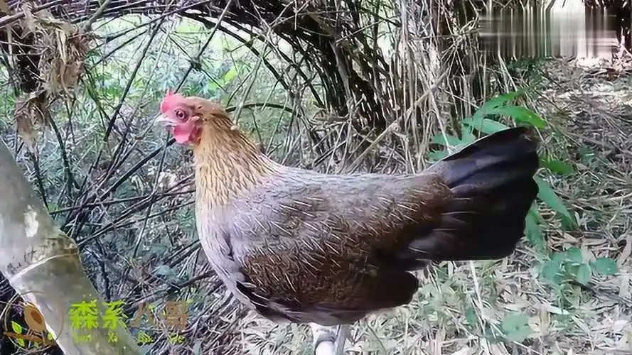 清晰响亮的母原鸡叫声听听和家里养的母鸡有什么不同