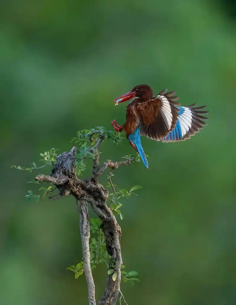 野生鸟类摄影～白胸翡翠 - 抖音