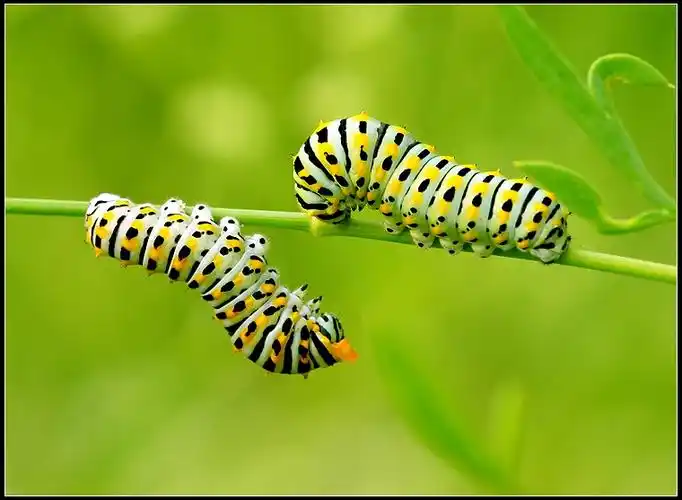 9-10蝴蝶幼虫