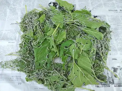 二实小五.二班桑园公社研学活动