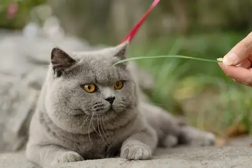 英短 蓝猫 纯蓝色 英国短毛猫 沐米猫舍 适合当种猫