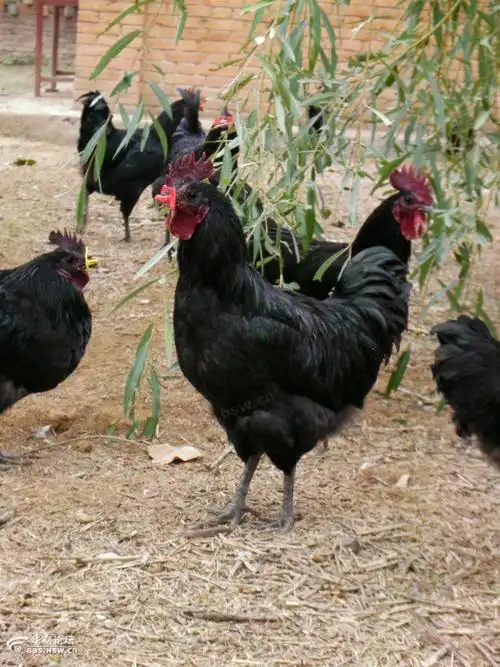 千阳黑凤乌鸡 绿壳蛋