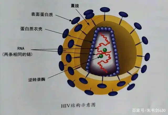 hiv结构示意图