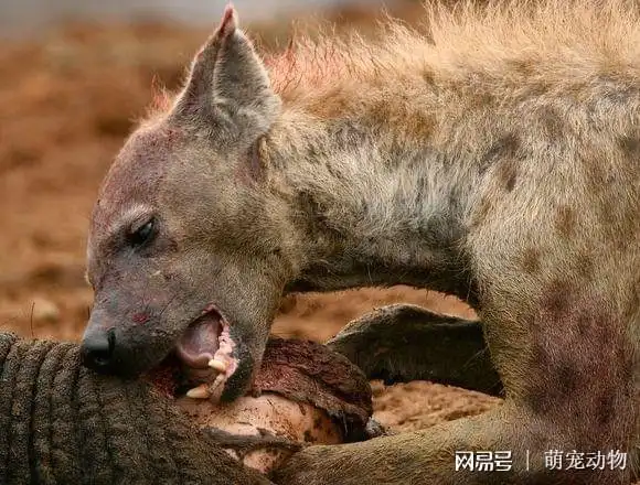 几只鬣狗就可以猎杀大象背后的原因让人非常痛恨