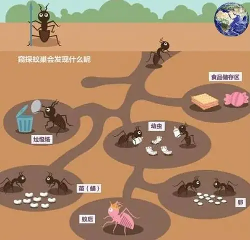 其它 广场幼儿园大一班主题课程《蚂蚁的秘密》 写美篇蚂蚁的家是什么