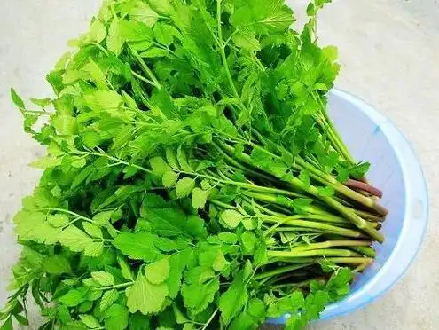 山芹丸子山芹紫苏拌豆腐48,莼菜【科属分类】莼菜科莼菜属【中文别名