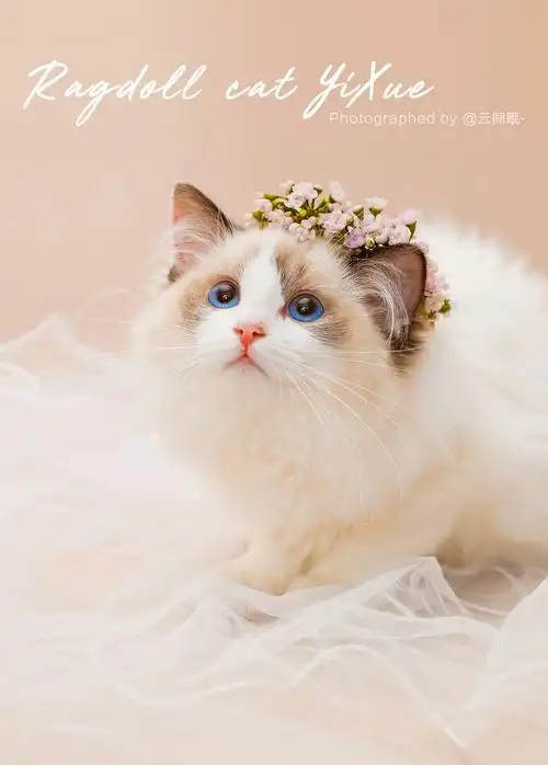 布偶猫伊雪仙气宠物写真