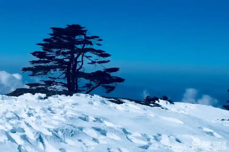 旅行 我的徒步(81)攀登轿子雪山 四千米平台边缘的松树.