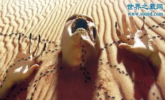 食人蚁可吞噬人类,1分钟啃成白骨(真实事件)(2)