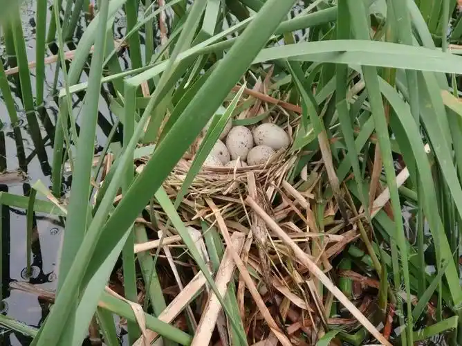 南湖公园里红嘴黑水鸡的蛋