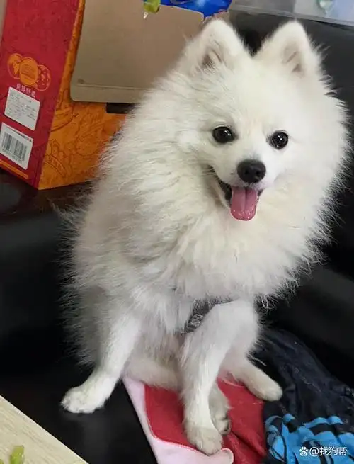 广州市海珠区1000寻找白色博美犬