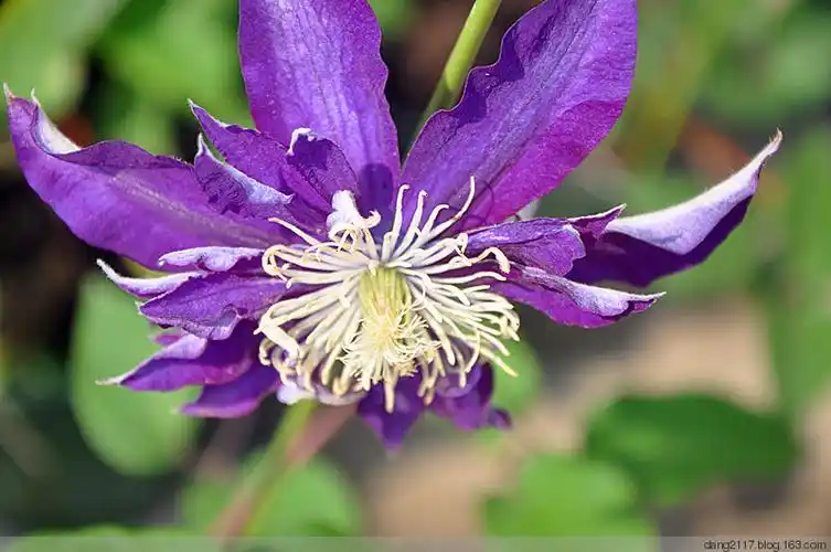 铁线莲白王冠(原创)