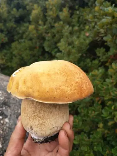 这就是藏在大山里的美味,牛肝菌!