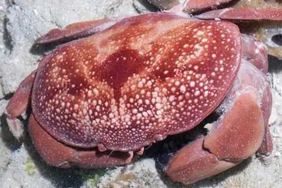 红色毒蟹仅17厘米大小带罕见毒素全身通红