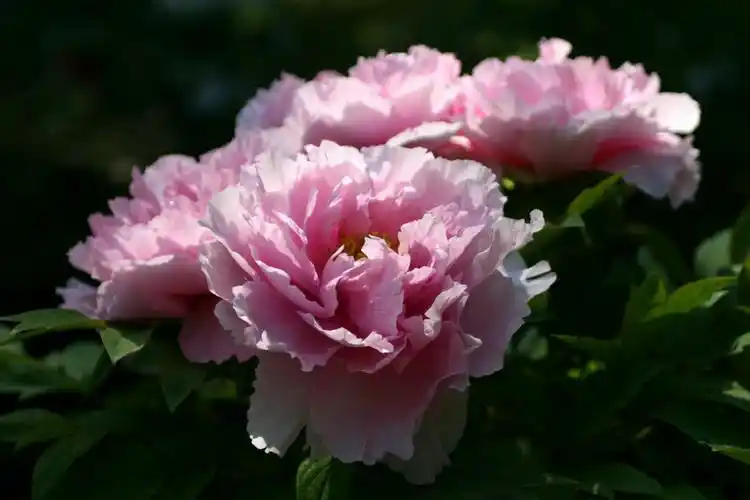 游景山公园,观国花牡丹