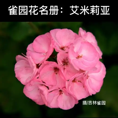 花卉 直立天竺葵:艾米莉亚