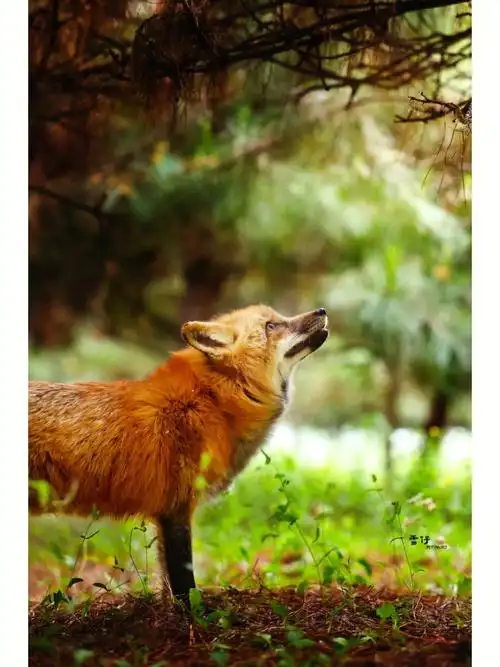 北京宠物摄影树林中的赤狐