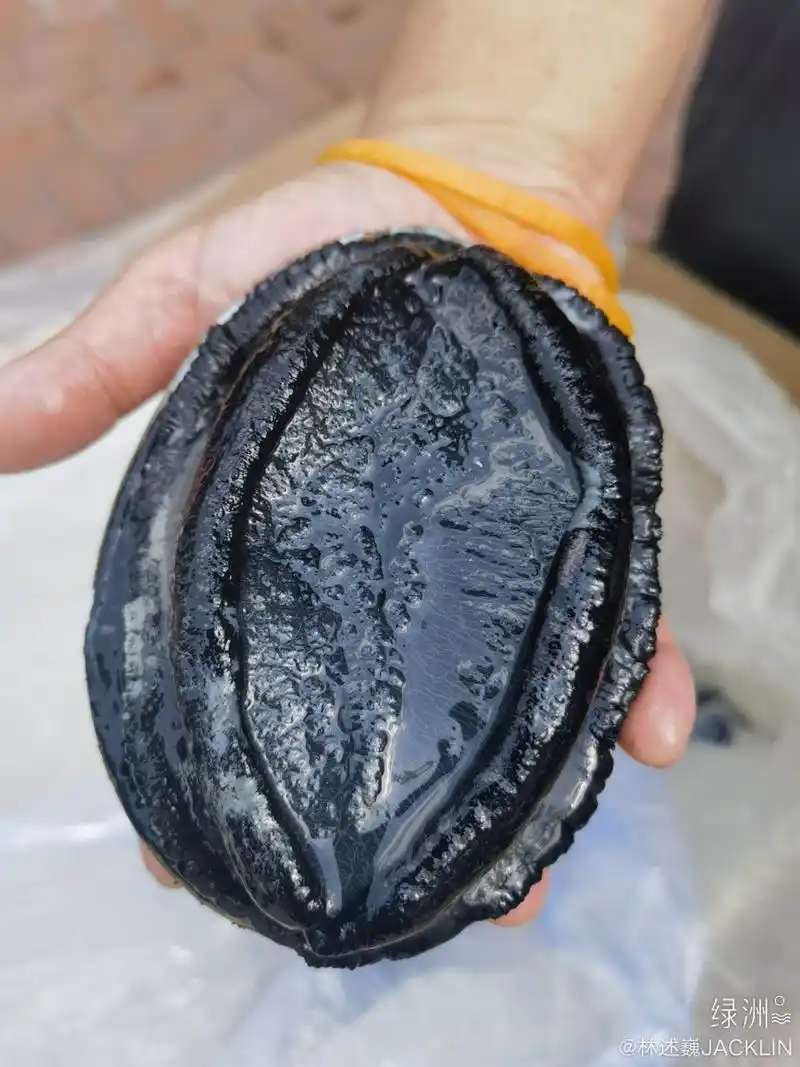 黑金鲍 正在准备100桌的晚宴! 等会就上菜.