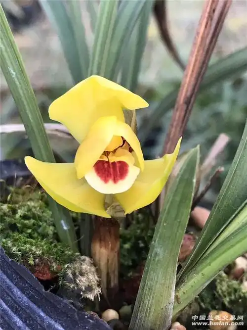 黄荷-春兰篇-中国兰花交易网社区