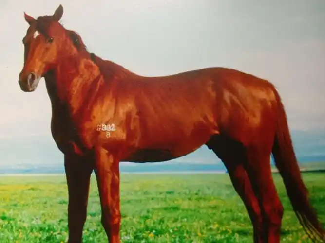 昭苏草 原一一我 的家