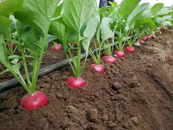 这种樱桃萝卜比较喜欢冷凉的环境,在春天,秋天都可以种植.