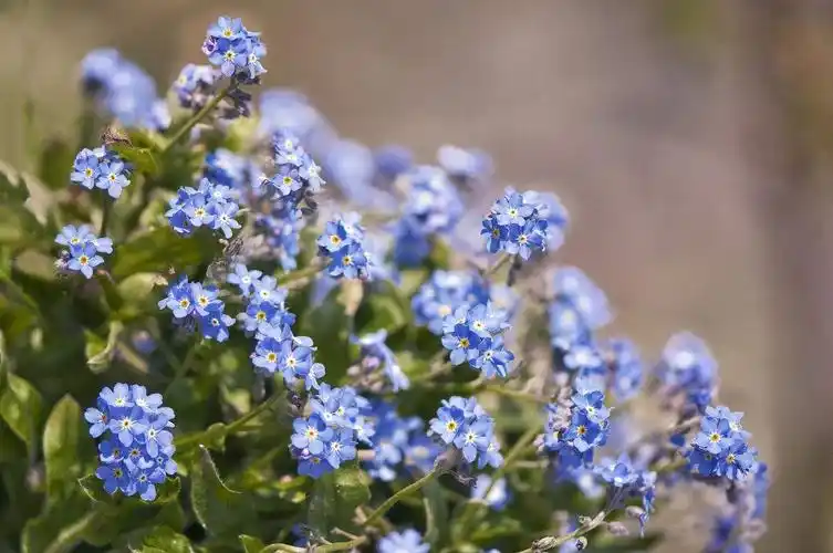 室内外花种子凤仙花种籽四季开花种籽满天星鲜种籽多年生观花卉简