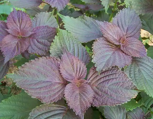 常吃紫苏身体会收获喜人变化但一类人吃完或会加重病情