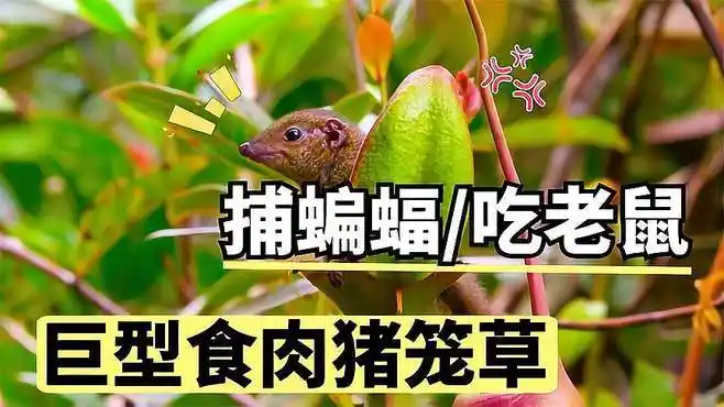 巨型猪笼草吃老鼠捕蝙蝠,设陷阱请君入瓮,网友:猪笼草吃人吗?