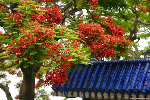 鼓浪屿的凤凰花树