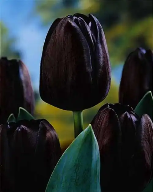 黑色郁金香:黑牡丹:黑玫瑰:黑曼陀罗花:黑莲花:黑百合:另一种原因是