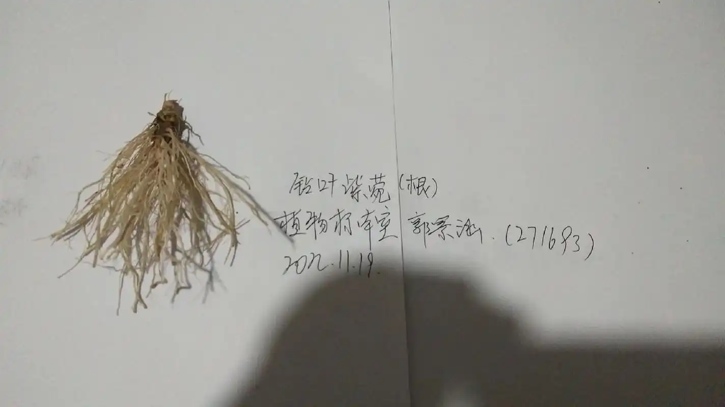 钻叶紫菀 钻叶紫菀(学名:symphyotrichum subulatum (michx.) g.l.