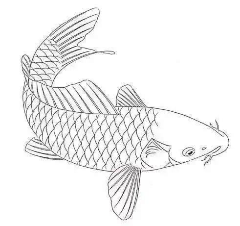 图文教程 | 工笔画《红色鲤鱼》的着色绘画步骤教程