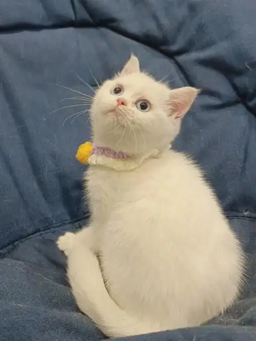 可爱,忙晕了后面会陆陆续续上新小可爱,喜欢的可以私信哦#英短  #白猫