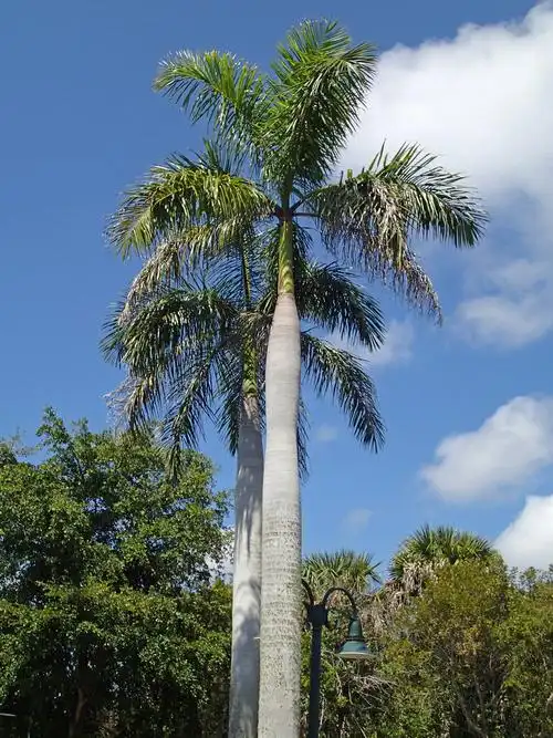 palm trees on sanibel island