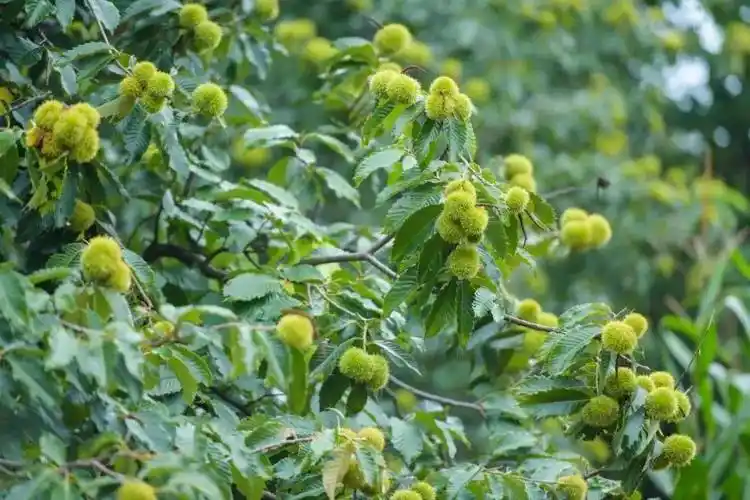 攀枝花这个地方上万亩板栗成熟上市