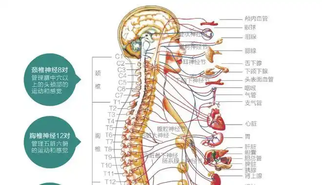 多因持物扭转或撞击,使胸椎后关节发生错位,导致关节滑膜,韧带,神经