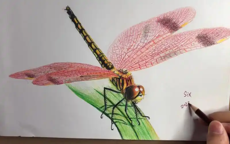 活动  蜻蜓 | 彩铅