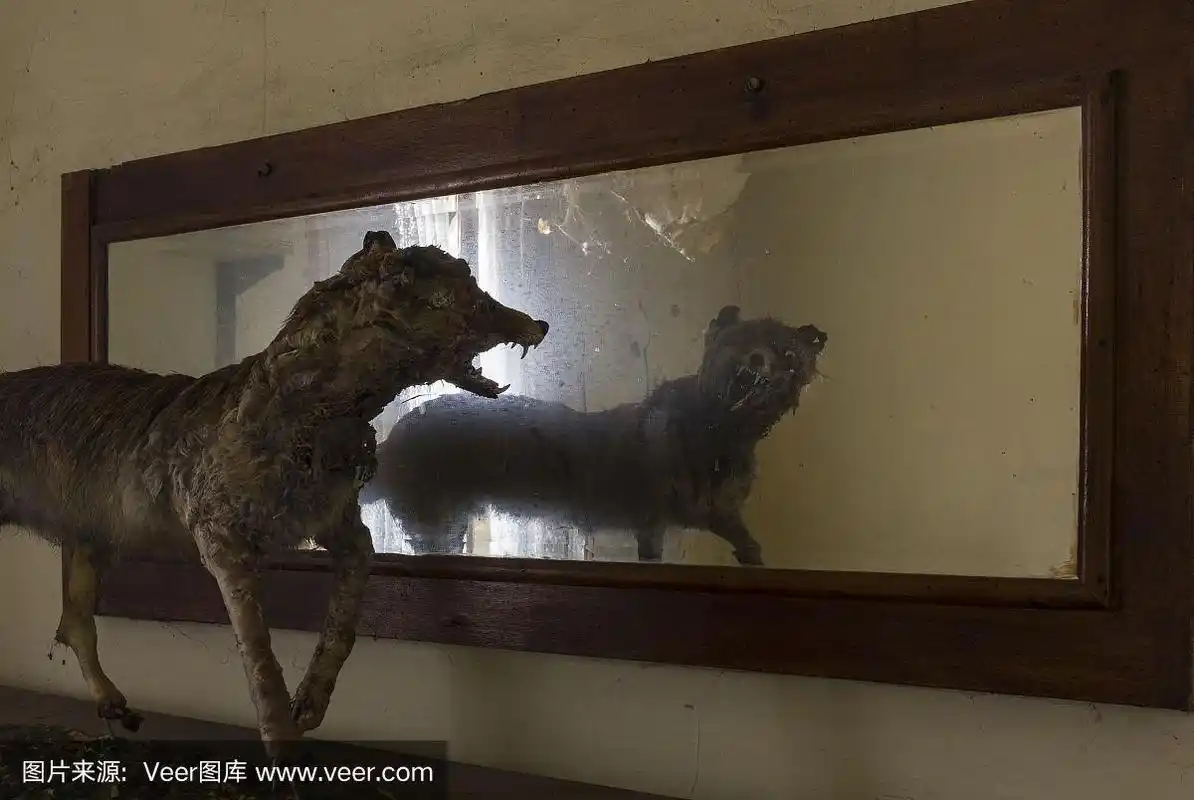 狐狸,恐怖,动物标本,尖牙,死亡的动物