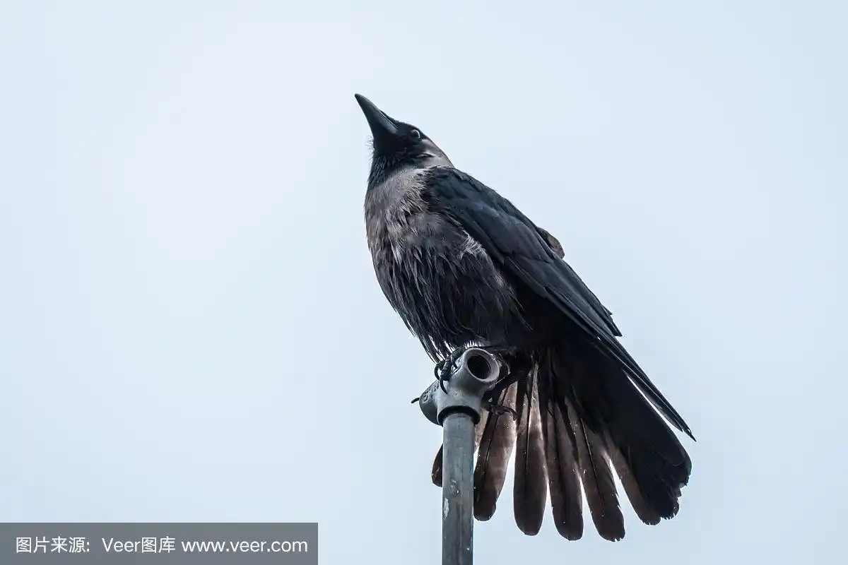 晴空下,乌鸦扬起尾巴