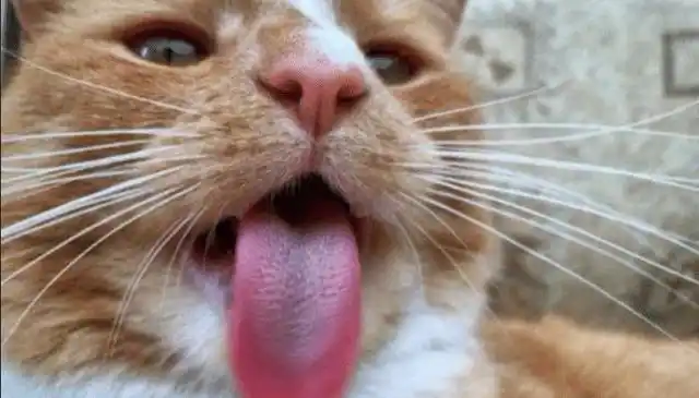 老虎的舌头上是不是有刺,老虎的舌头上有刺吗(百兽之王果真名不虚传)