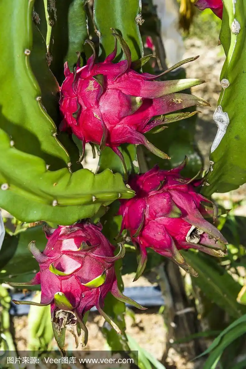 生的火龙果在火龙果树上.