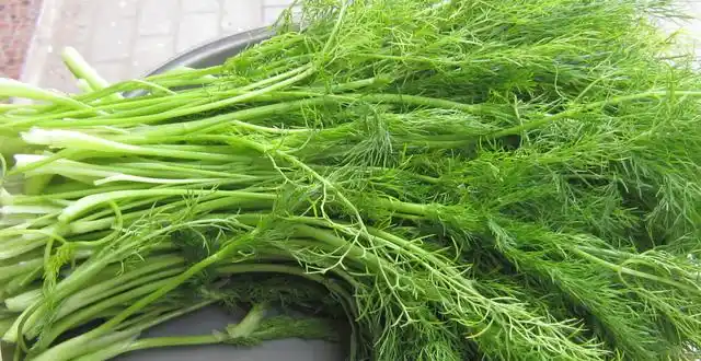 五香是指什么植物?