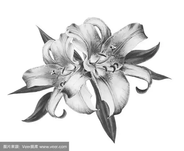 百合花,花束,黑白图片,花纹,自然美