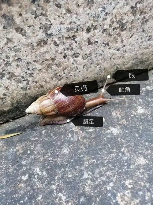 其它 可爱的环境杀手:非洲大蜗牛 写美篇下图是蜗牛的形态结构图