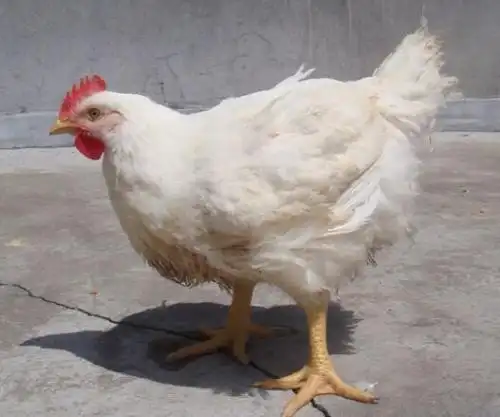 原创人生就是一本书白洛克鸡黄鳝与我的农家乐趣