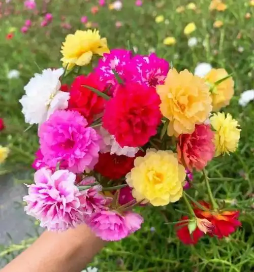 最漂亮的4种"耐晒花",天气越热开花越旺,每个人都要养一盆