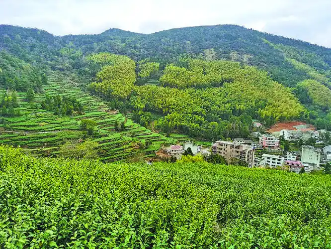 "温州市永嘉县三江街道行禅村茶叶种植户老叶说起现