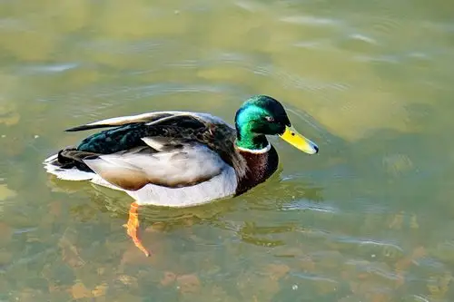 绿头野鸭寒江畅游